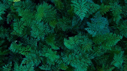 An Aerial Photography of Fresh Green Trees