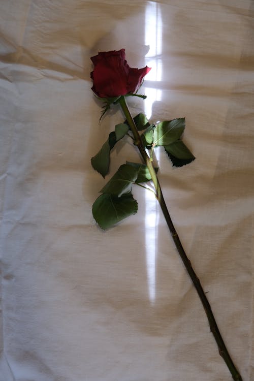Darmowe zdjęcie z galerii z biała tkanina, czerwony, kwiat