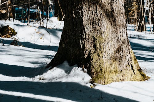 Kostnadsfri bild av närbild, natur, snö