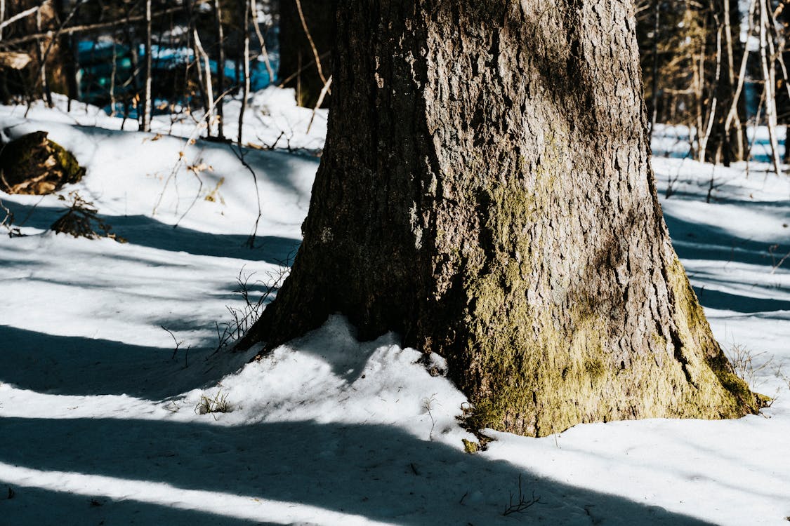 Close-Up Shot of a Tree on Snow-Covered Ground