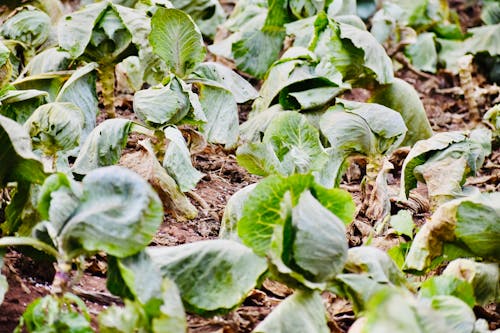 Plantation of Cabbage