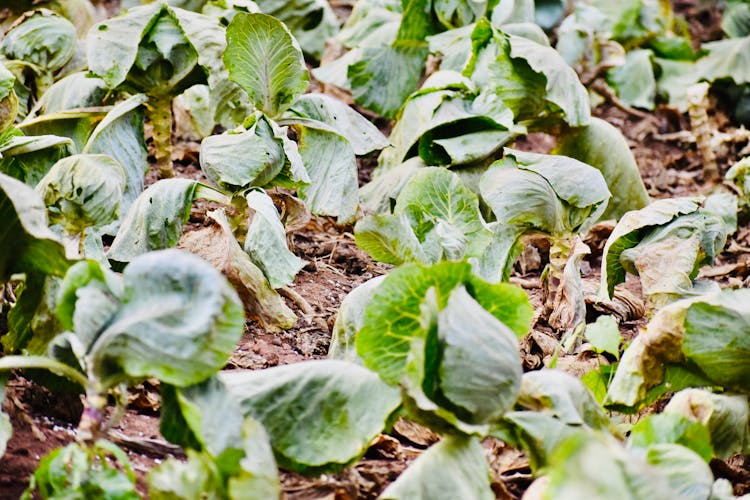 Plantation Of Cabbage