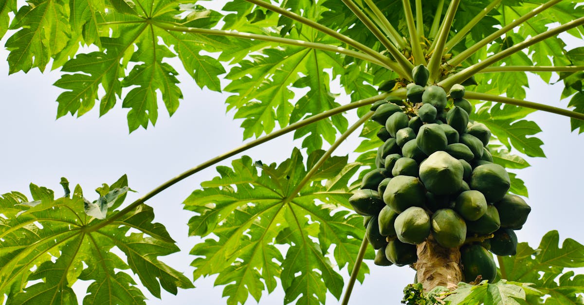 How to plant a plum tree NZ