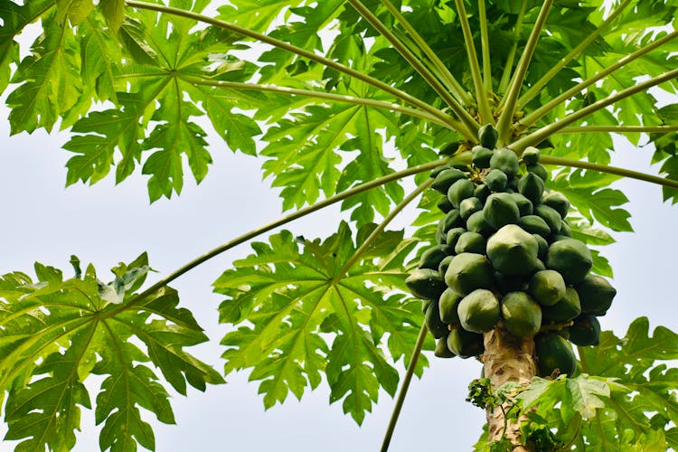 Unripe Papaya Fruits On Tree