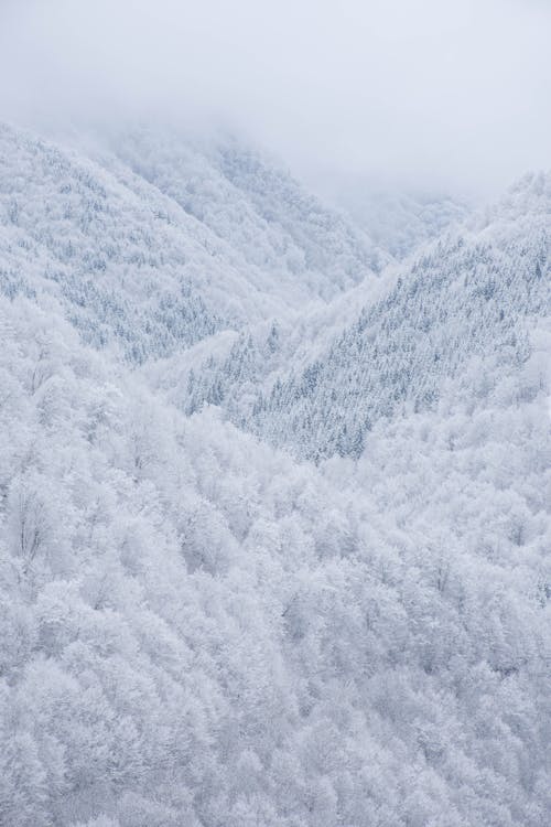 Imagine de stoc gratuită din acoperit, alb, arbori