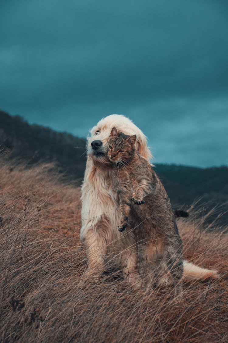 A Cat And A Dog Together On A Grass Field