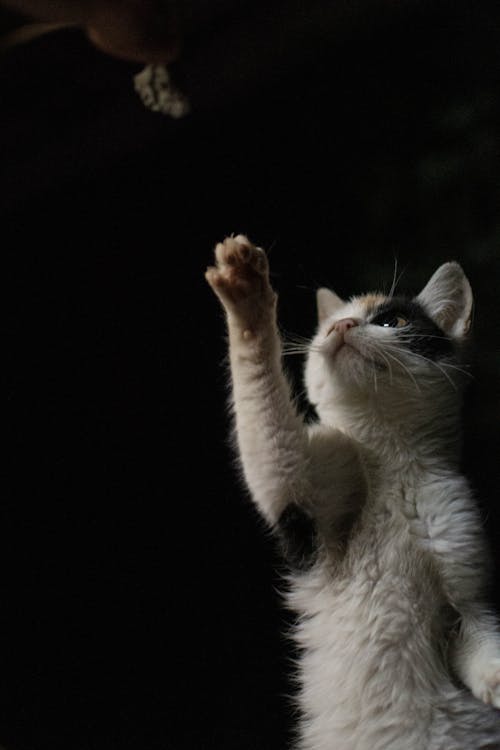 бесплатная Бесплатное стоковое фото с вертикальный выстрел, домашний, домашняя кошка Стоковое фото