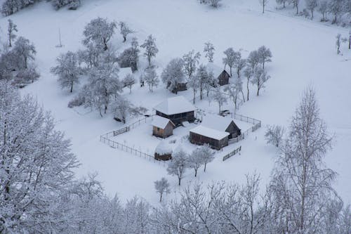 Fotos de stock gratuitas de árboles cubiertos de nieve, árboles desnudos, casas