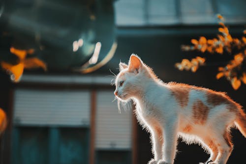 ev kedisi, genç, hayvan içeren Ücretsiz stok fotoğraf