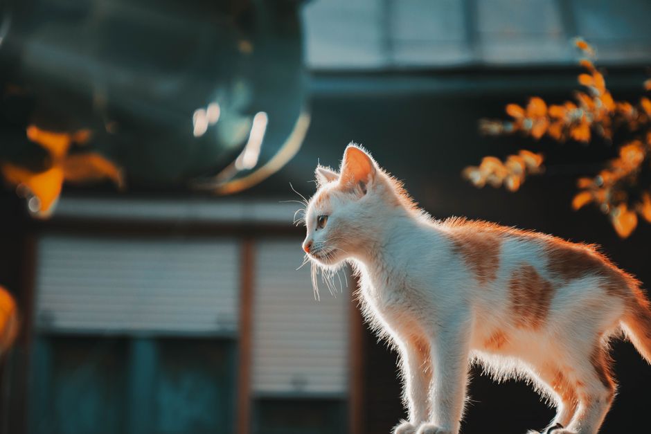 Charming ginger and white kitten basking in the warm sunlight in a serene backyard.