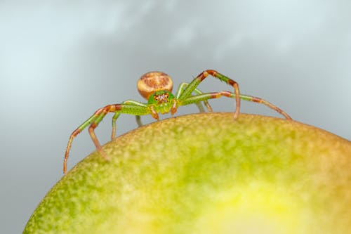 Spider Crawling on a Green Surface