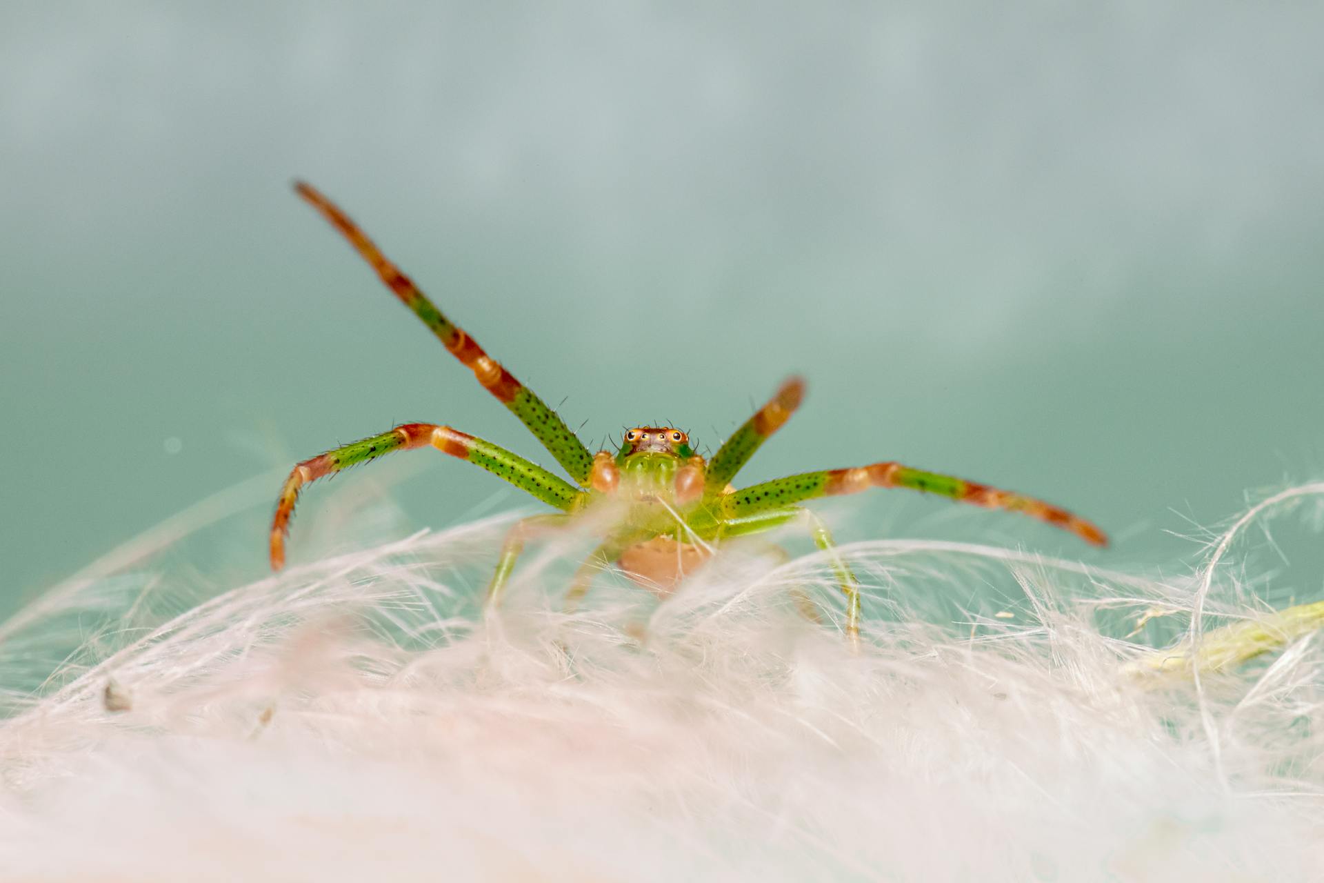 Close-Up Shot of a Diaea Dorsata Spider