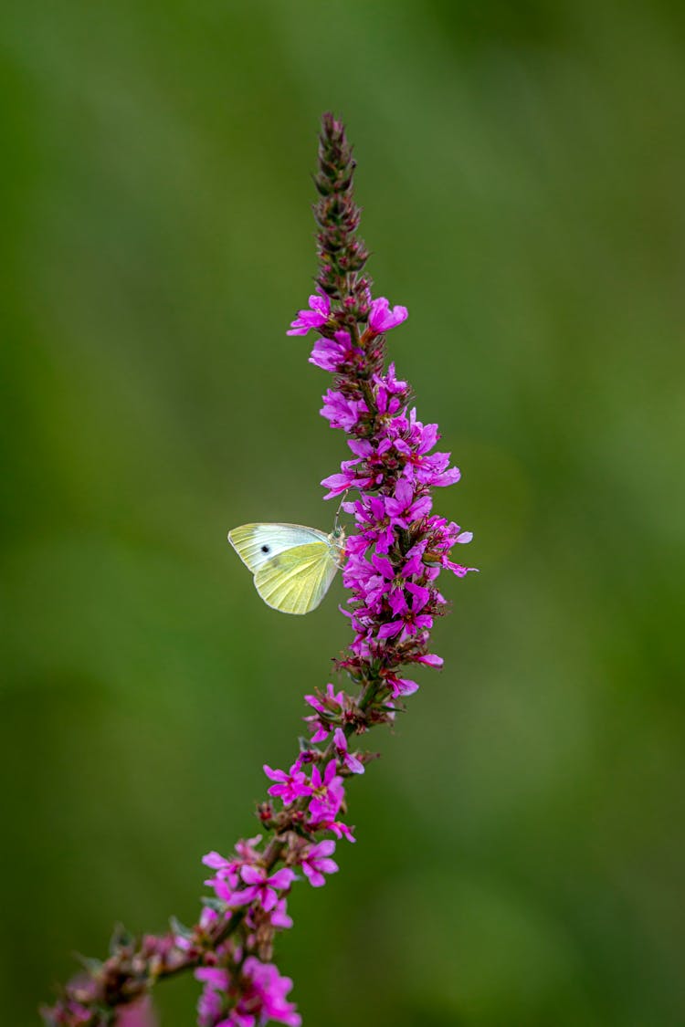 Butterfly On Violet Flower