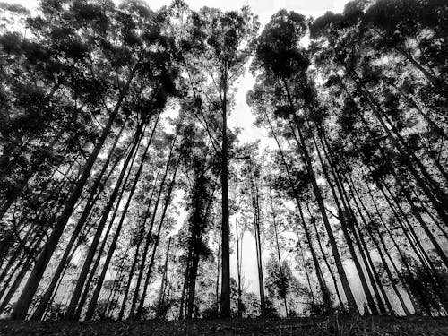 Ingyenes stockfotó alacsony szögű felvétel, egyszínű, erdő témában