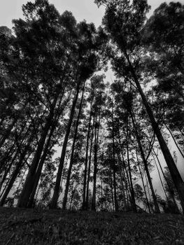 Black and white vertical shot of tall trees from a worm's eye view in Siderópolis, Brazil.