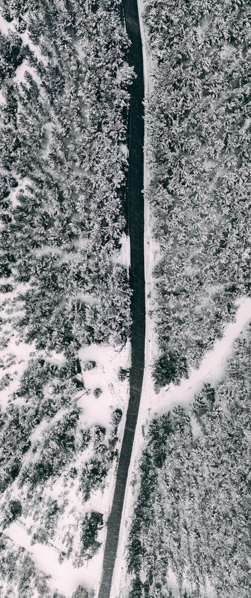 Imagine de stoc gratuită din acoperit de zăpadă, alb-negru, arbori