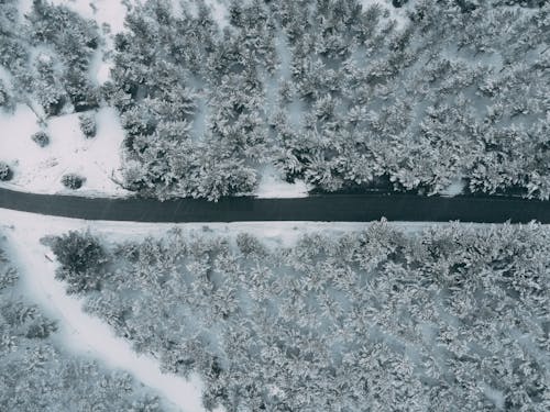 Fotos de stock gratuitas de al aire libre, arboles, blanco y negro