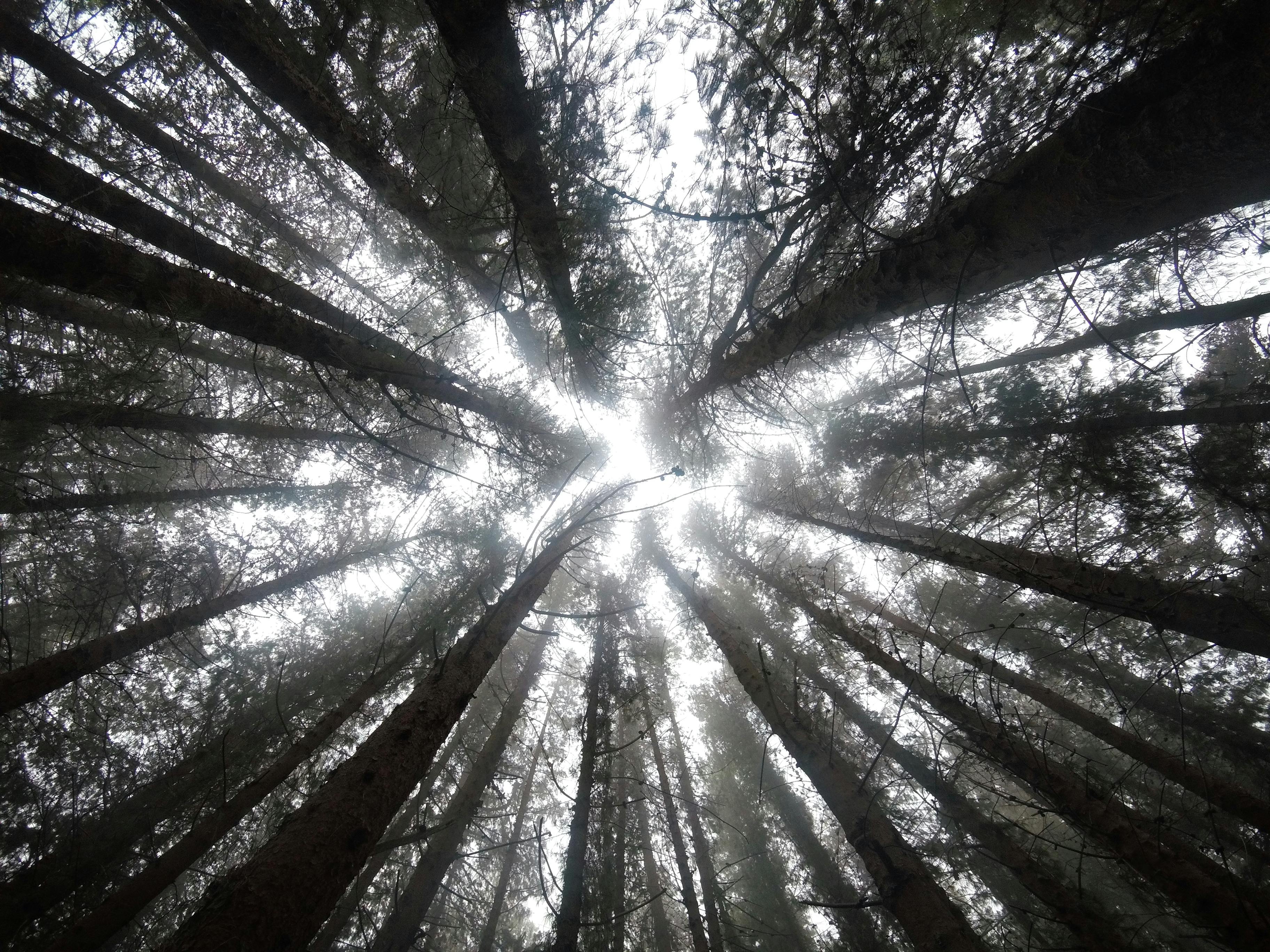 Heart shaped balloons