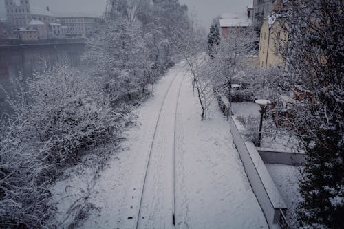 Snow Covered Trees Beside a Railroad