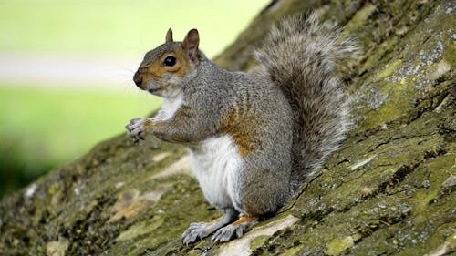 Free Squirrel on Trunk Stock Photo