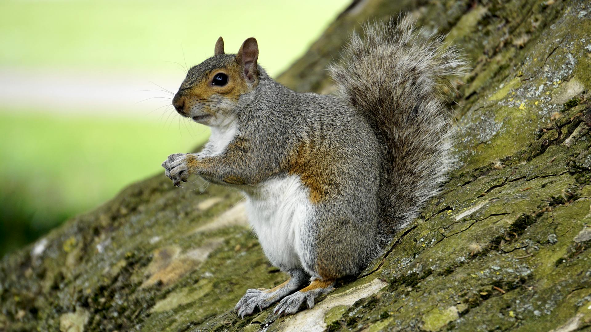 Squirrel on Trunk