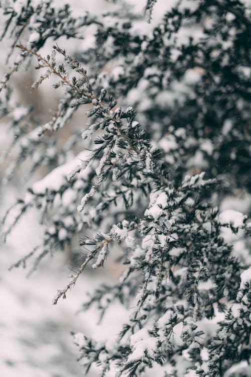 Ilmainen kuvapankkikuva tunnisteilla flunssa, lehdet, lumen peitossa