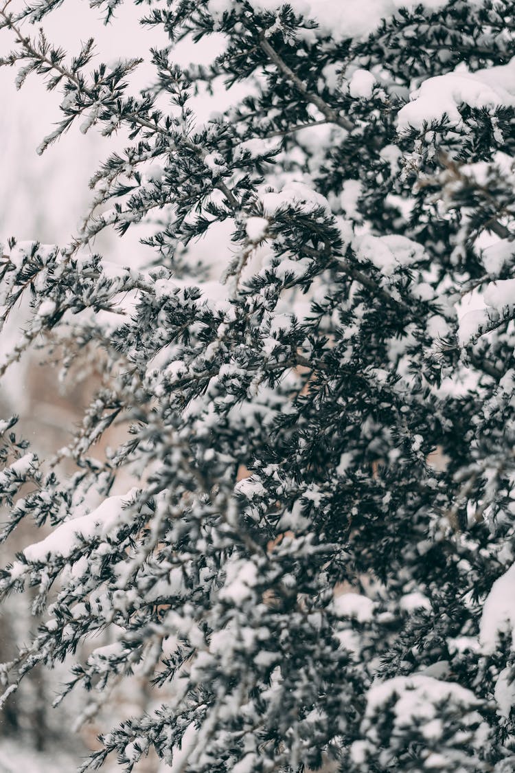 Snow Covered Tree In Close Up Shot