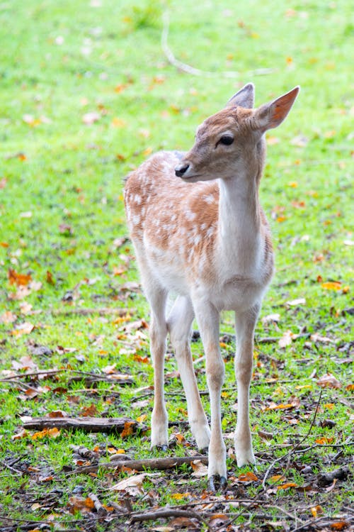 Brown Deer on Green Grass Field