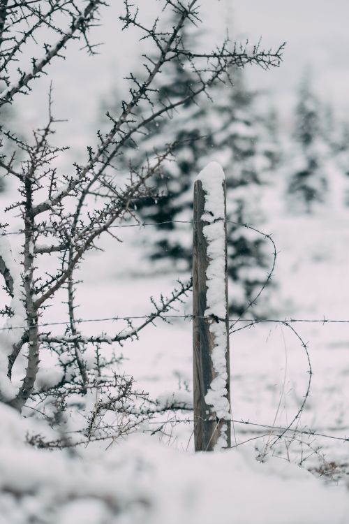 Free A serene winter scene with snow-covered fence and leafless trees, epitomizing the cold season. Stock Photo