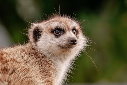 Close-Up Shot of Brown and White Animal