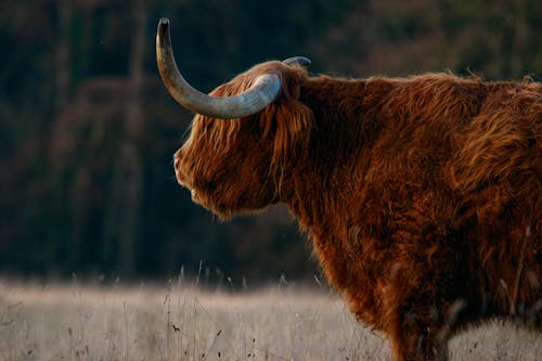 Foto stok gratis agrikultura, banteng, bidang