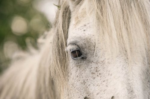 Free Close-up Photo of a Horse's Eyes Stock Photo