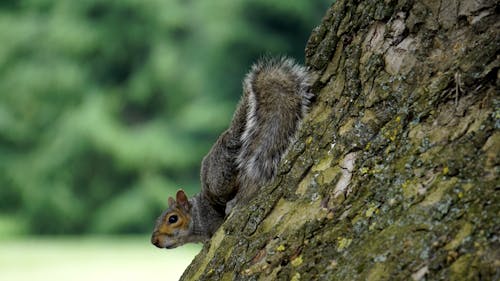 Free Gray Squirrel on Tree Stock Photo