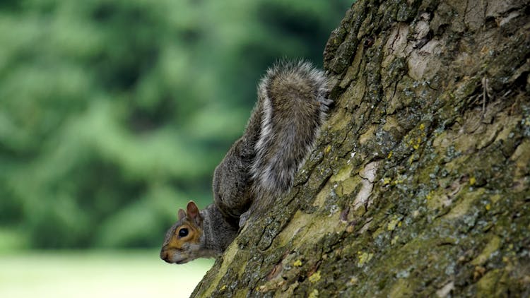 Gray Squirrel On Tree