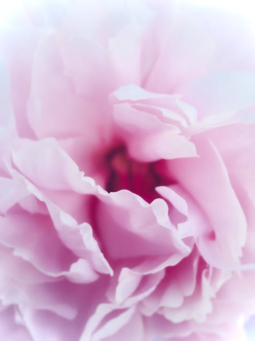 Fotos de stock gratuitas de de cerca, flor rosa, flora