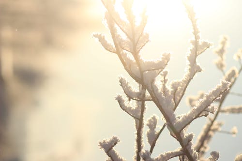 Veterans Day Eve Brings First Big Freeze to VA–NC Region