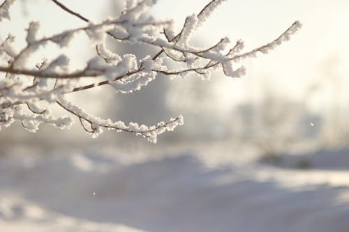 冬季, 分公司, 天性 的 免費圖庫相片