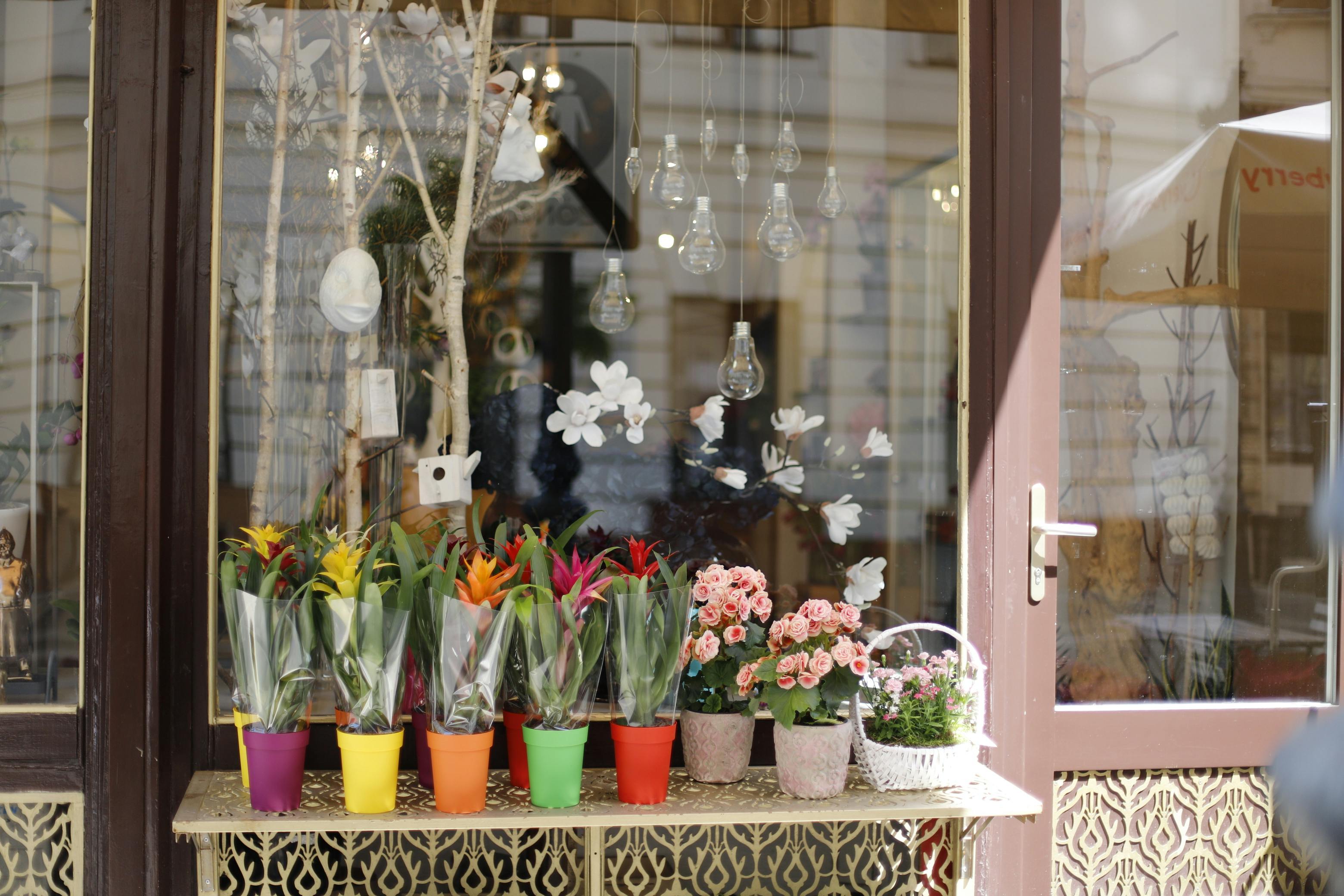 Free stock photo of flower shop, flowers in a pot