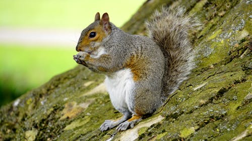 Grey Orange Squirrel