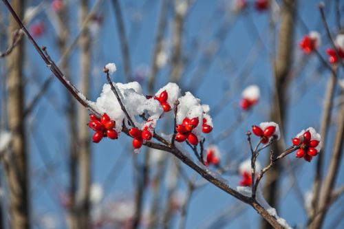 Free Close-up of vibrant red berries covered in snow on a tree branch against a blue sky. Stock Photo