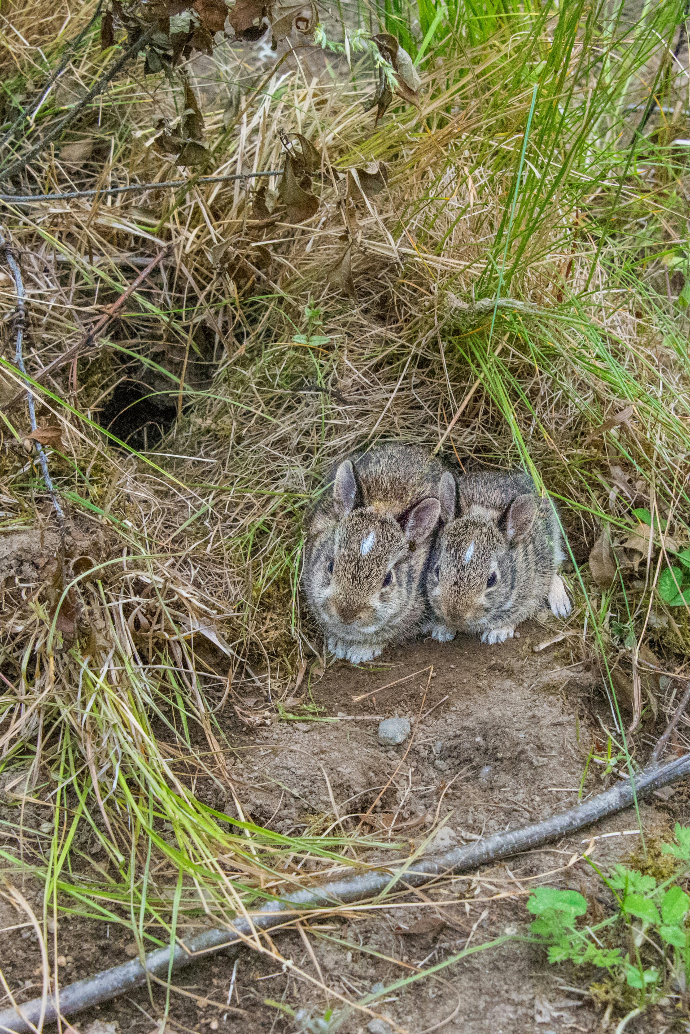 Bunnies on Brown Soil · Free Stock Photo