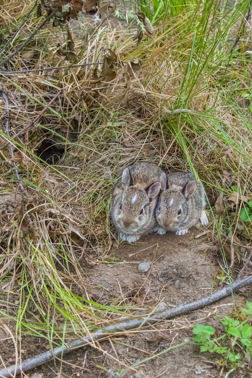 Bunnies on Brown Soil