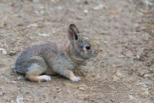 Foto d'estoc gratuïta de animal salvatge, conill, conillet