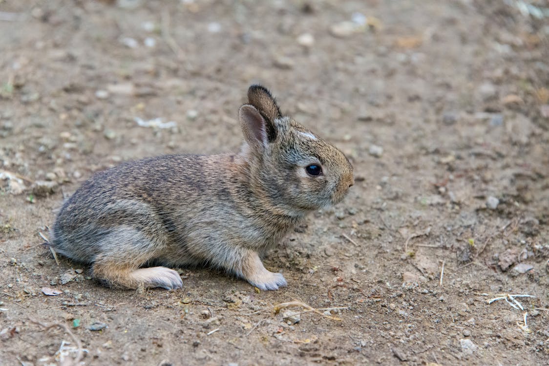 Brown Rabbit Sitting on Dirt Ground · Free Stock Photo