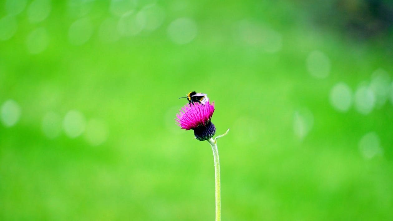 無料 ピンクの花の黒い昆虫 写真素材