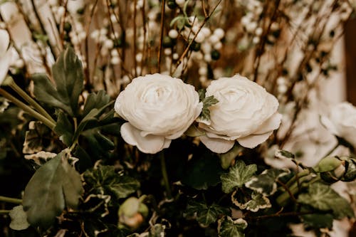두 개의 흰색 꽃잎 꽃의 선택적 초점 사진