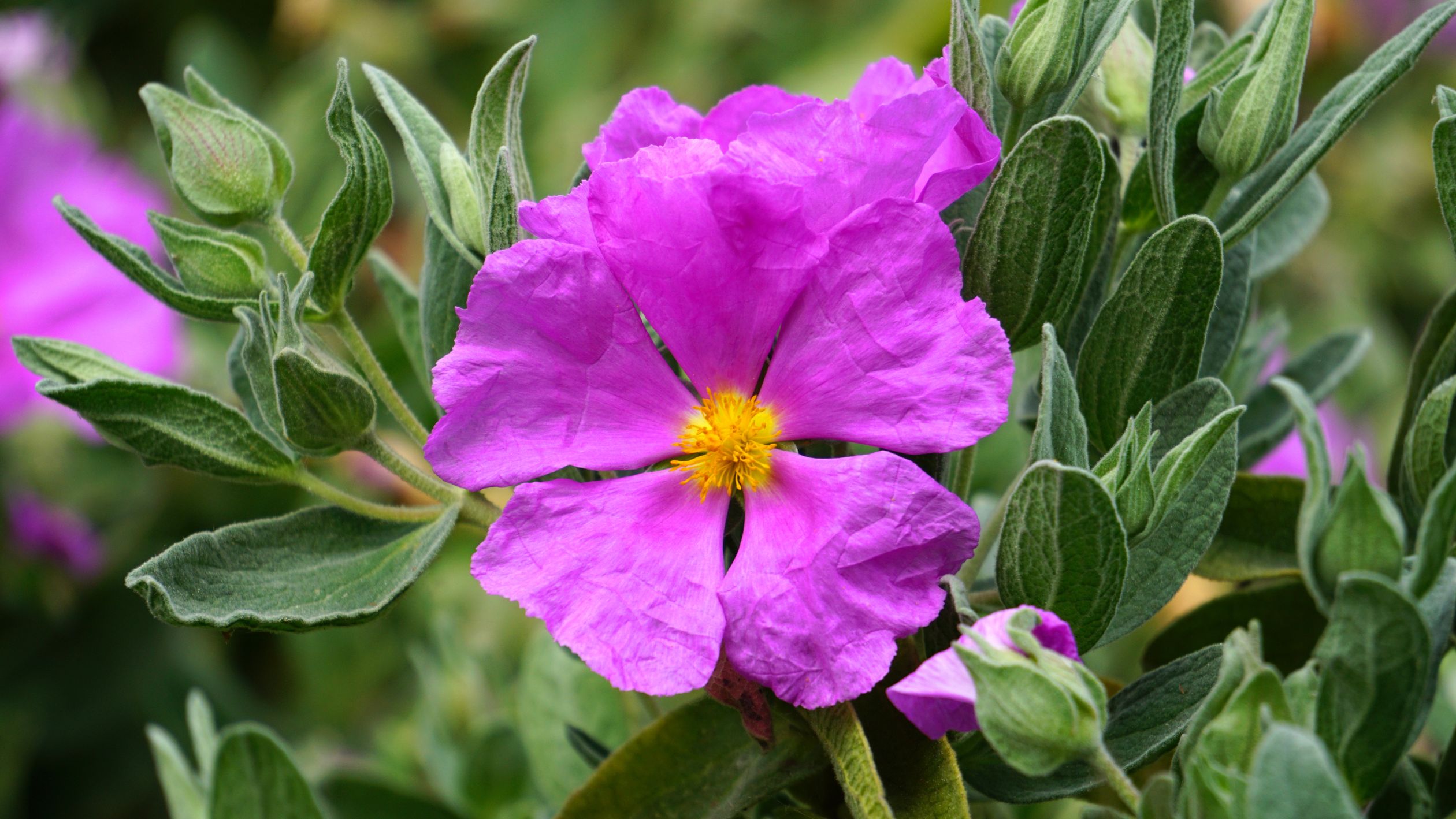 Selective Focus Photography of Purple Petaled Flower · Free Stock Photo