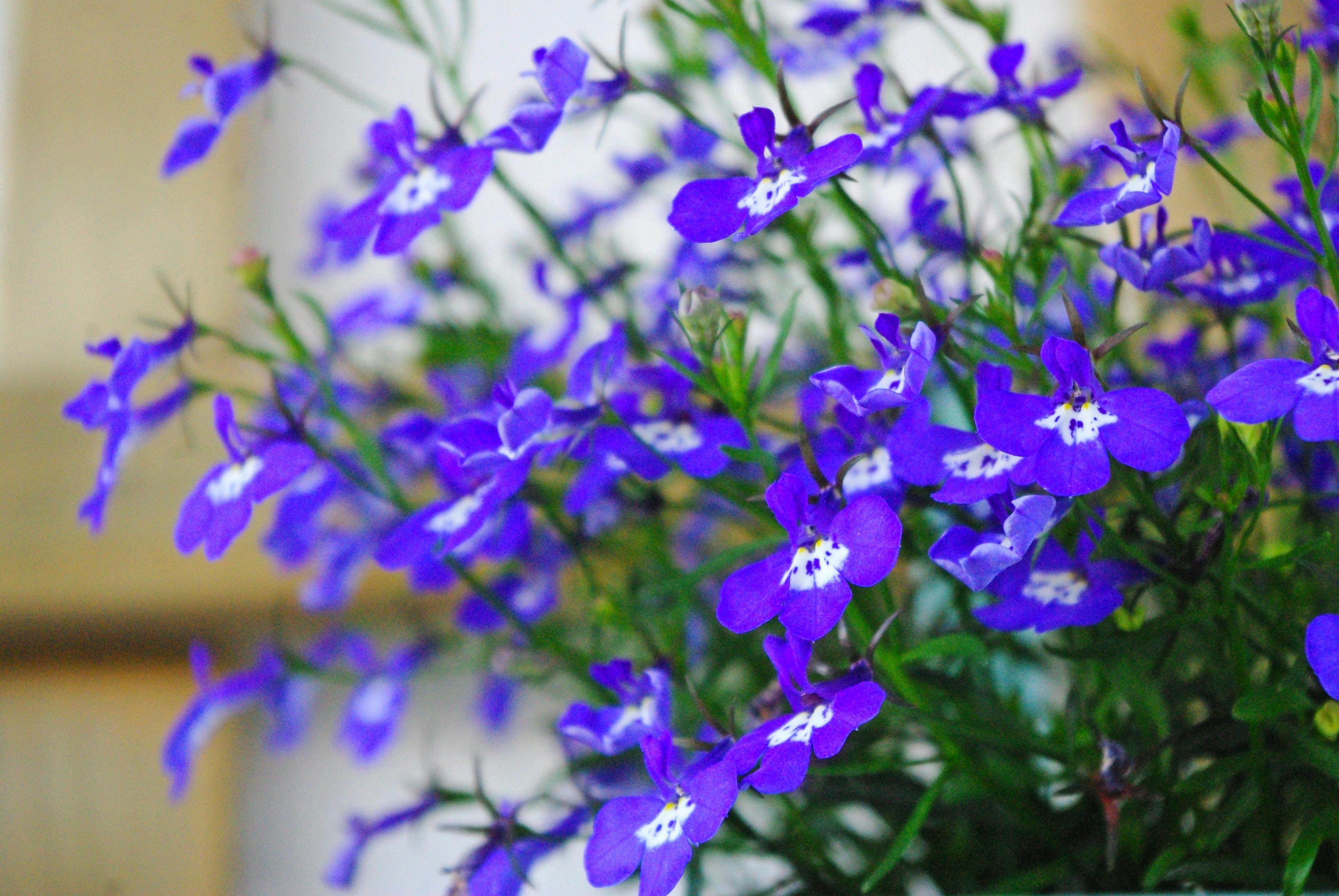 Free stock photo of balcony garden, blue, blue flowers