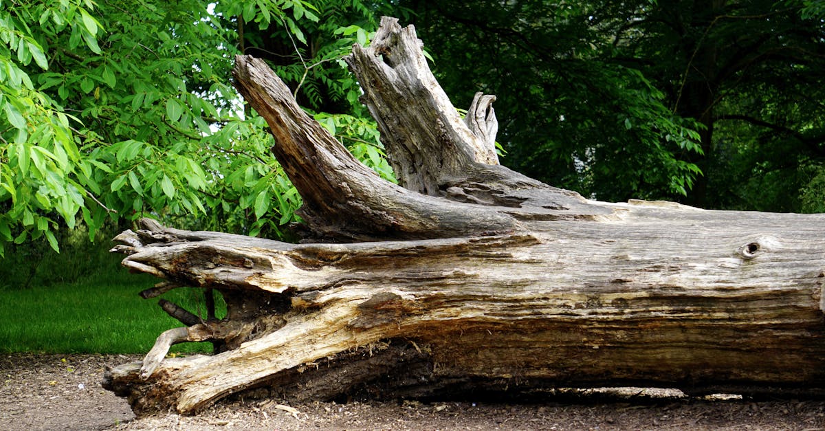 A fallen tree trunk surrounded by green foliage in a serene woodland area.