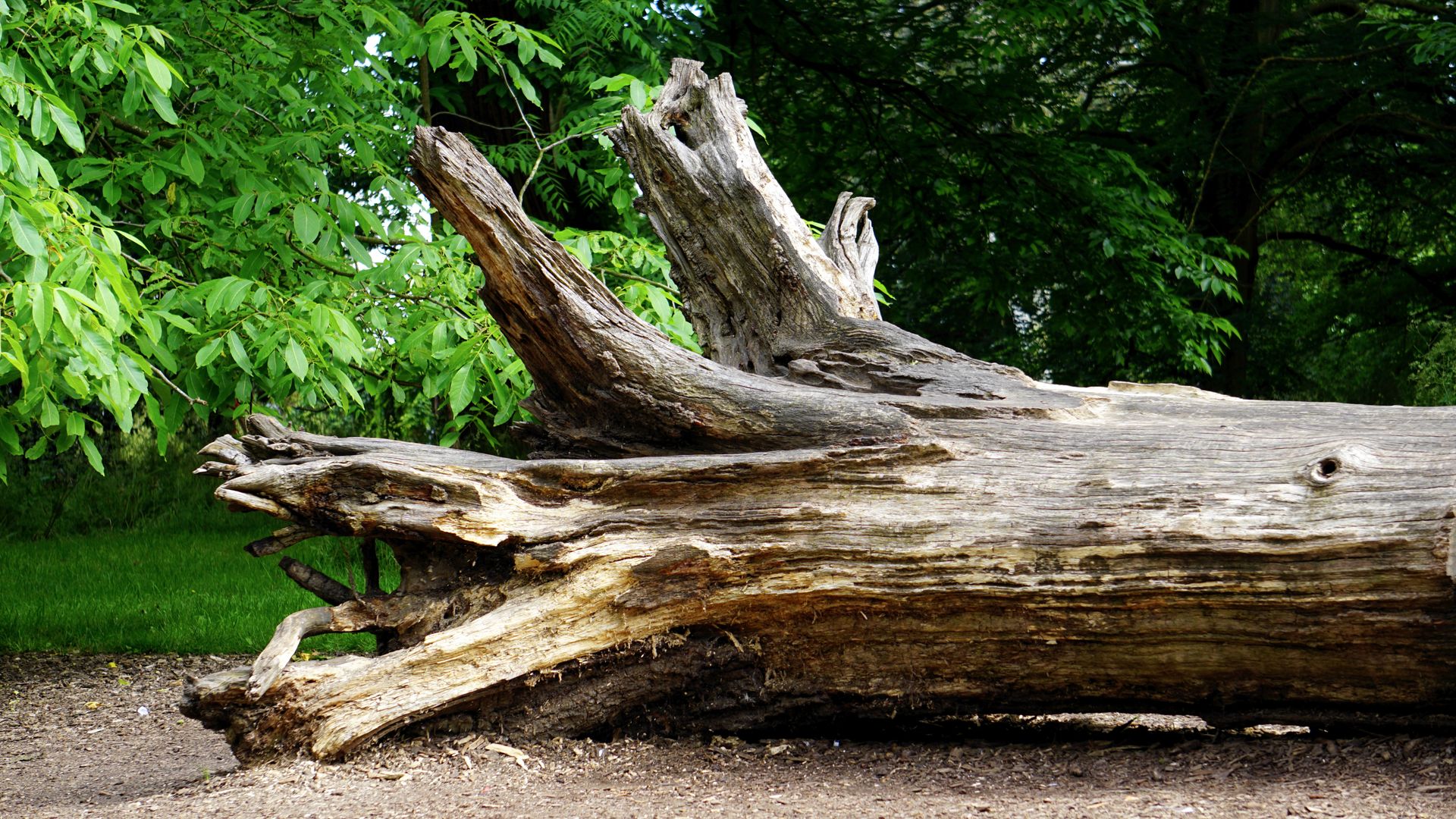 A fallen tree trunk surrounded by green foliage in a serene woodland area.